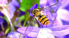 Garten-Schwebfliege (13).jpg